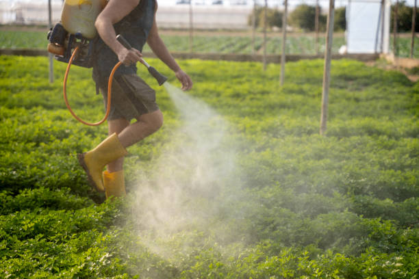 Best Insect Control  in Zeigler, IL