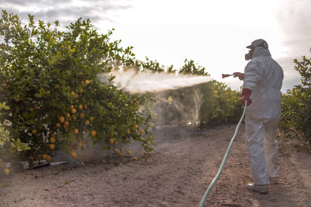 Best Insect Control  in Zeigler, IL