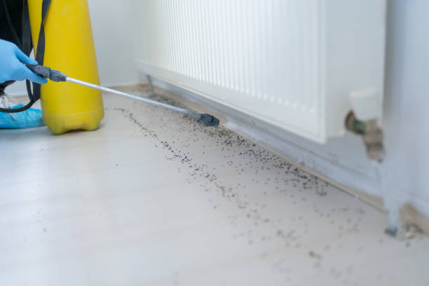 Best Local Pest Control Services  in Zeigler, IL
